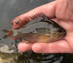 Lepomis marginatus