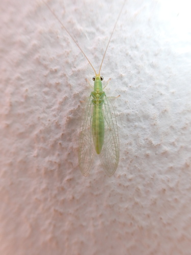 Chrysoperla mutata