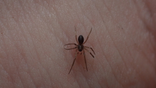 Asthenargus paganus