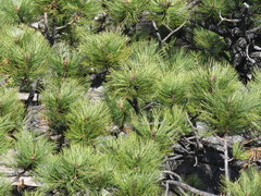 Pinus cooperi
