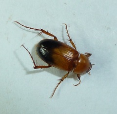 Phyllotocus macleayi