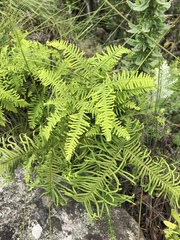 Sticherus umbraculifer