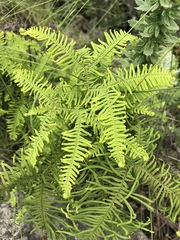 Sticherus umbraculifer