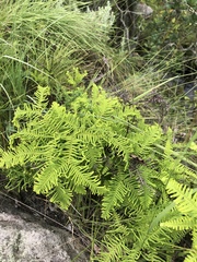 Sticherus umbraculifer