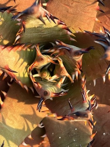 Aloe melanacantha, photograph 6