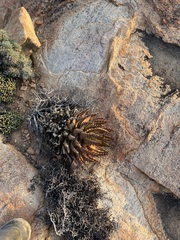 Aloe melanacantha, photograph (c) Charleen Brunke, some rights reserved (CC BY)