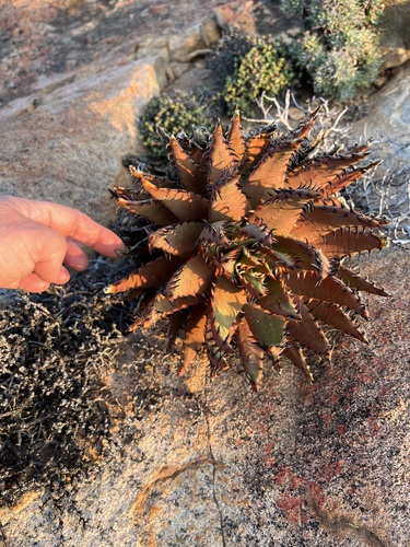 Aloe melanacantha, photograph 5