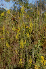Solidago puberula pulverulenta