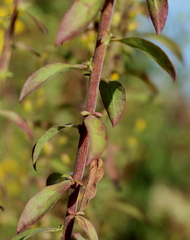 Solidago puberula pulverulenta