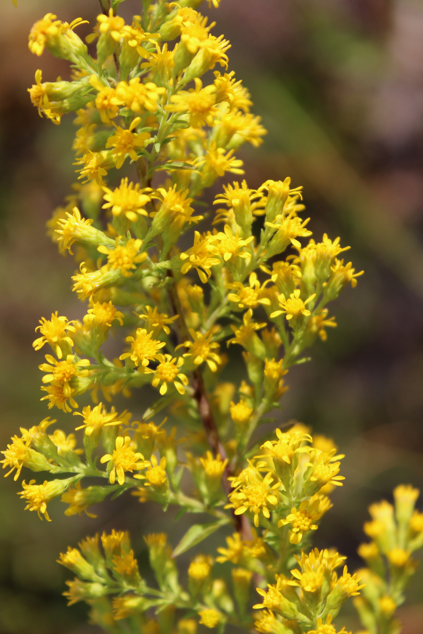 Solidago puberula ssp. pulverulenta