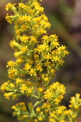 Solidago puberula pulverulenta