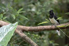 Cyanocorax cyanopogon