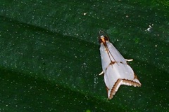 Argyria lacteella