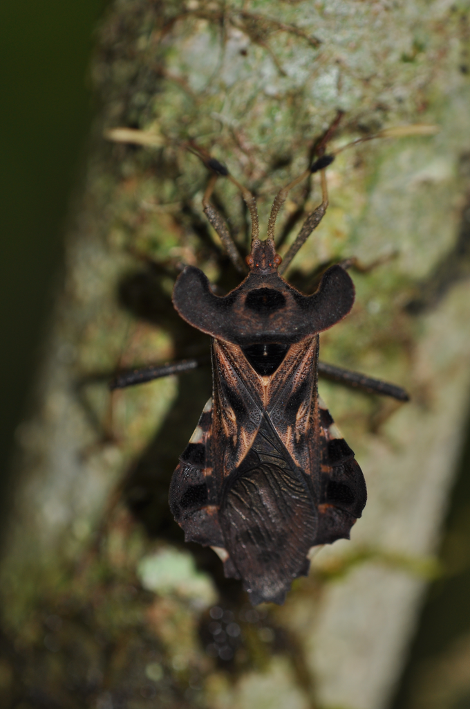Odontorhopala callosa