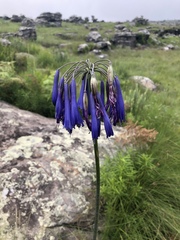 Agapanthus inapertus