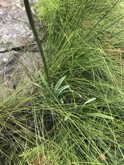 Agapanthus inapertus