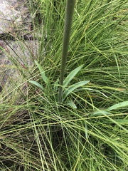 Agapanthus inapertus