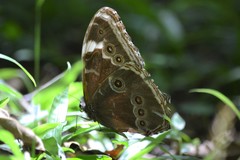 Morpho helenor achillaena