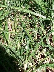 Coenagrionidae