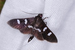 Desmia ploralis