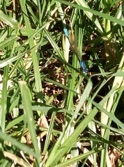 Coenagrionidae