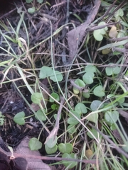 Cochlearia danica