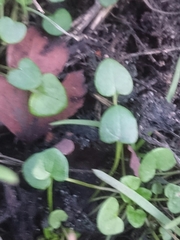 Cochlearia danica