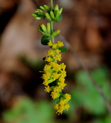 Solidago sphacelata