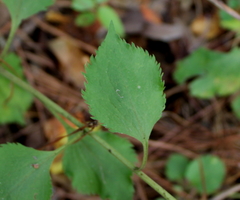 Solidago sphacelata