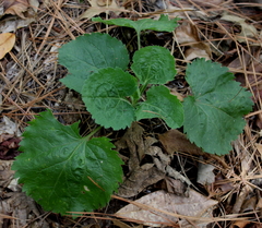 Solidago sphacelata