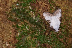 Meganola leucostola