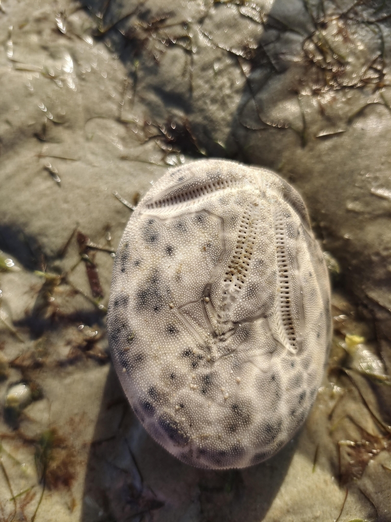 Keeled Heart Urchin