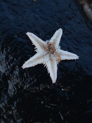 Astropecten irregularis