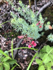 Indigofera hedyantha