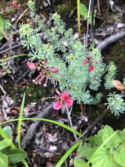 Indigofera hedyantha