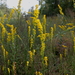 Solidago Sect. Maritimae - Photo (c) Alvin Diamond, some rights reserved (CC BY-NC), uploaded by Alvin Diamond