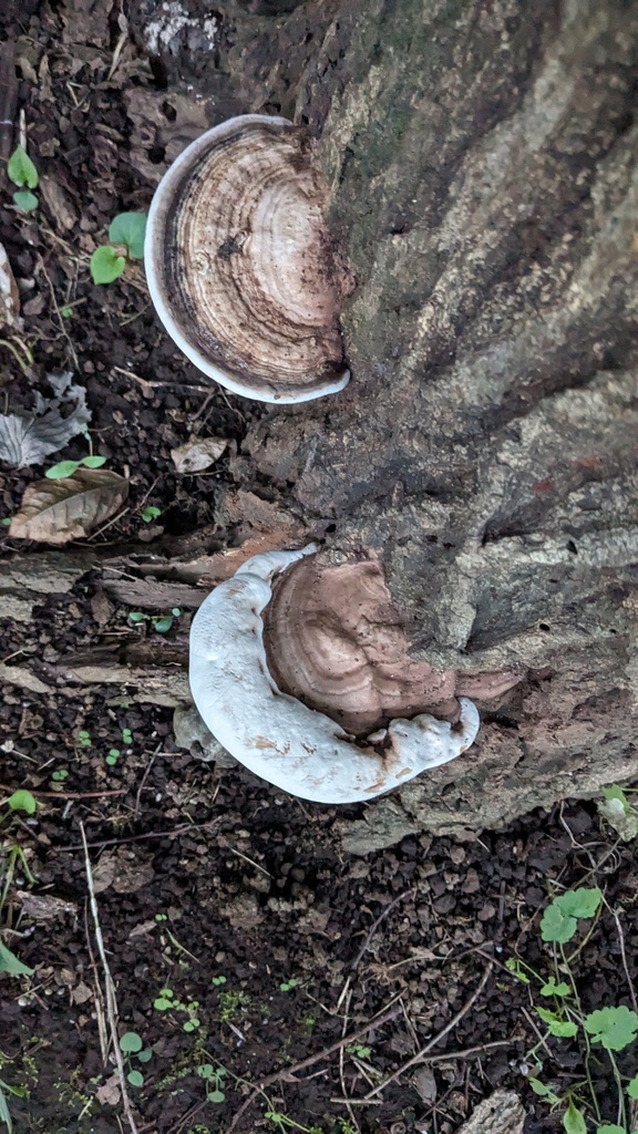 Ganoderma applanatum · August 2023 · photo: © atsushi_nakajima_cirque (iNaturalist, cc-by)