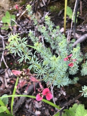 Indigofera hedyantha