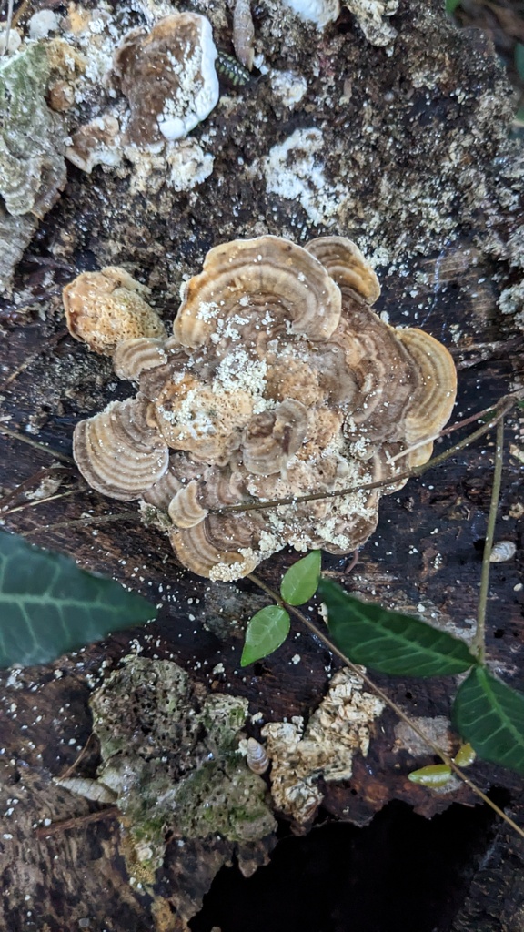 Trametes betulina · August 2023 · photo: © atsushi_nakajima_cirque (iNaturalist, cc-by)