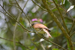 Pachyramphus castaneus