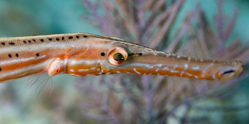 Western Atlantic Trumpetfish