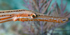 Trumpetfish