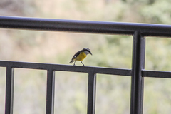 Coereba flaveola