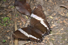 Siproeta epaphus trayja