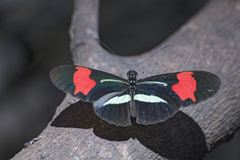 Heliconius erato phyllis