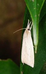 Diatraea crambidoides