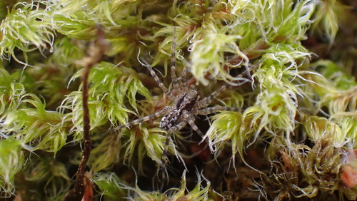 Acantholycosa norvegica sudetica