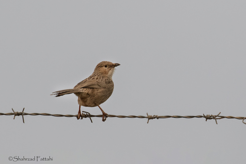 Afghan Babbler (Turdoides huttoni) · iNaturalist