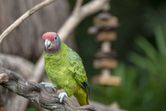 Amazona brasiliensis