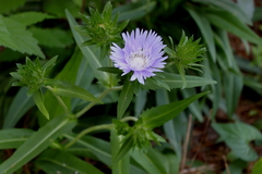 Stokesia laevis